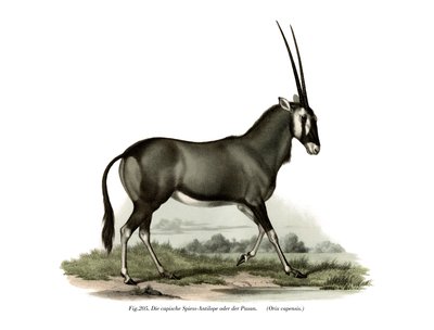 Gemsbok by German School